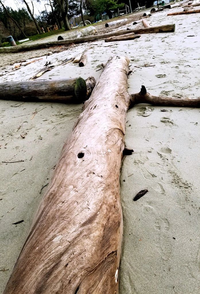 Ocean wood sculpture 5